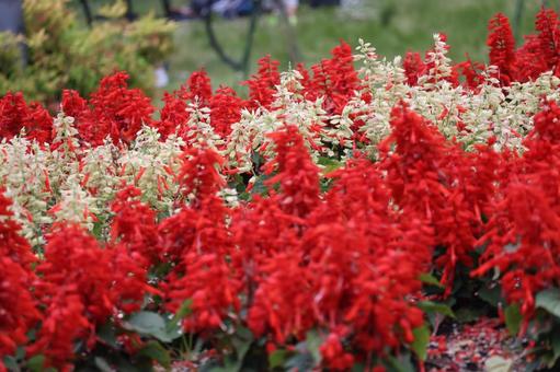 紅白のサルビアの花が満開に咲く花壇 紅白のサルビアの花が満開に咲く花壇の写真