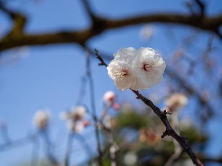 青空を背景に咲く桜 青空を背景に咲く桜の写真