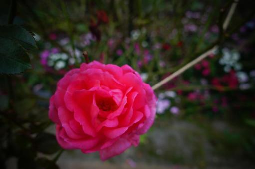 花 花の写真