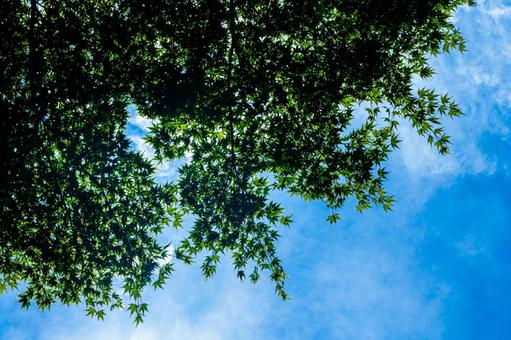 青空と新緑の紅葉 紅葉,モミジ,夏空の写真素材