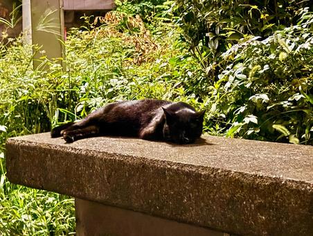 ベンチで眠る黒猫 猫,ネコ,黒猫の写真素材