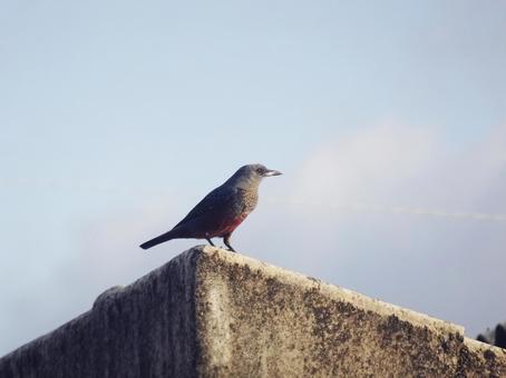 イソヒヨドリ イソヒヨドリの写真