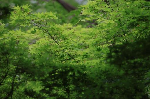 イロハモミジ イロハモミジ,葉,若葉の写真素材