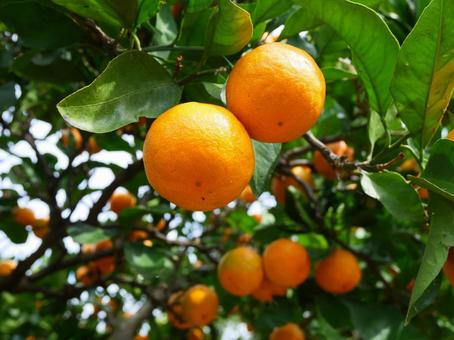 みかんの木.2の写真