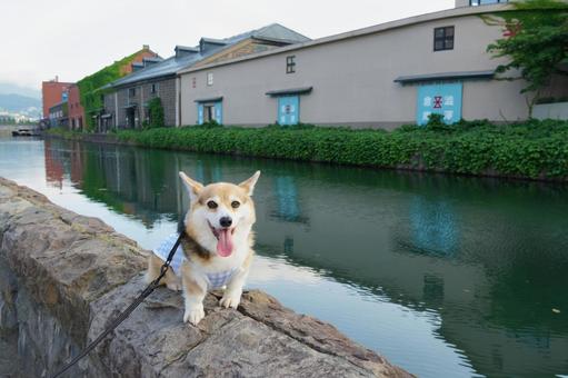 コーギー 小樽運河 コーギー 小樽運河 コーギー,小樽運河,観光地の写真素材