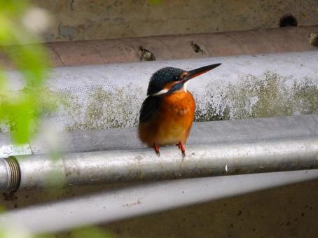 橋の下の水道管から上を見上げるカワセミ カワセミ,鳥,鳥類の写真素材