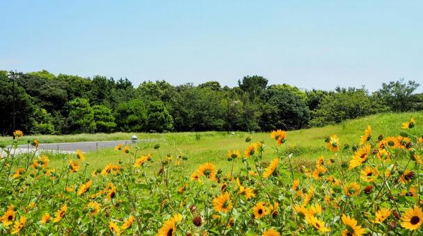 葛西臨海公園・散歩道のひまわり・江戸川区 葛西臨海公園・散歩道のひまわり・江戸川区 夏,ひまわり,葛西臨海公園の写真素材