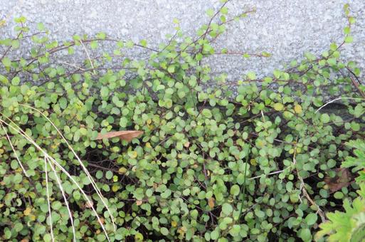 丸い葉の植物 丸い葉の植物の写真