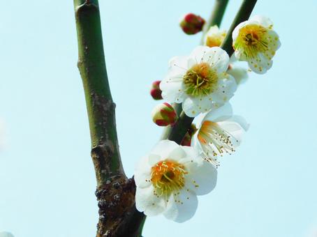 枝に咲く複数の白い梅 枝に咲く複数の白い梅 梅,ウメ,うめの写真素材