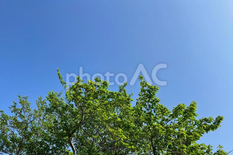 青空と桜の木 空,木,背景画像の写真素材