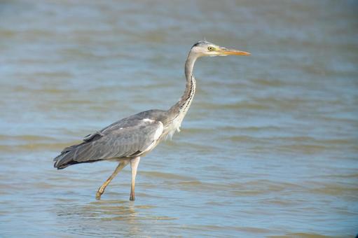 Photo, hawthorn, a heron, bird, 
