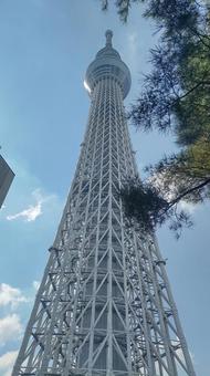 見上げたスカイツリー 見上げたスカイツリーの写真