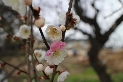 庭の梅花 その12 庭の梅花 その12の写真