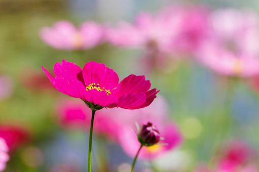 Cosmos field, deep pink flowers in full bloom, JPG