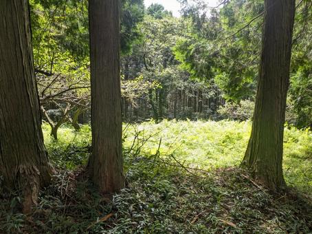 木漏れ日が射し込む神秘的な宮地嶽神社の森 宮地嶽神社,神社,熊本の写真素材