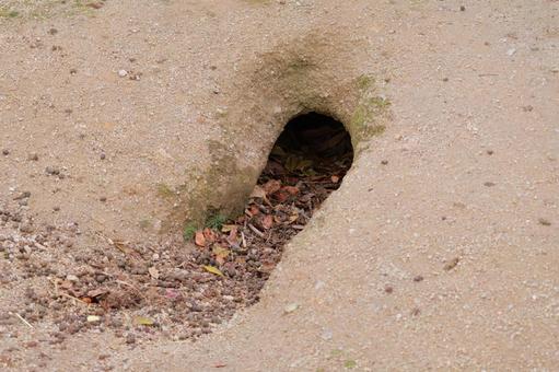 Photo, okunoshima, rabbit hole, nest, 