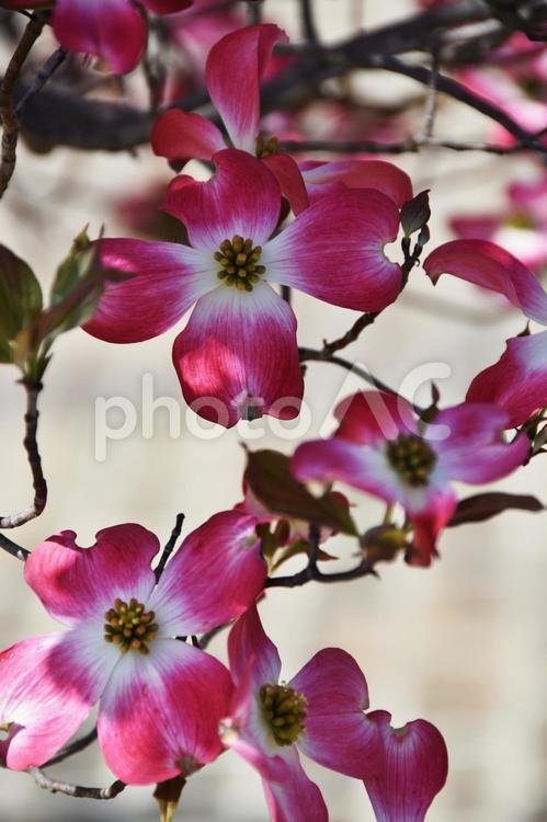 ハナミズキ（花水木） ハナミズキ,花水木,花の写真素材