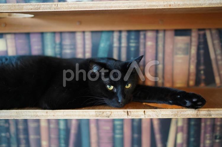 本棚でくつろぐ黒猫 本棚,黒猫,猫の写真素材