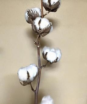 綿花 綿花,わた,花の写真素材