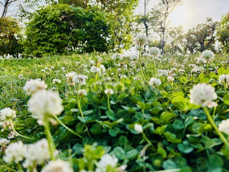 美しい白詰草の花とクローバー クローバー,植物,シロツメグサの写真素材