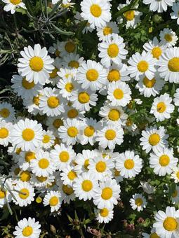 花壇に咲くノースポール 花,フラワー,5月の写真素材