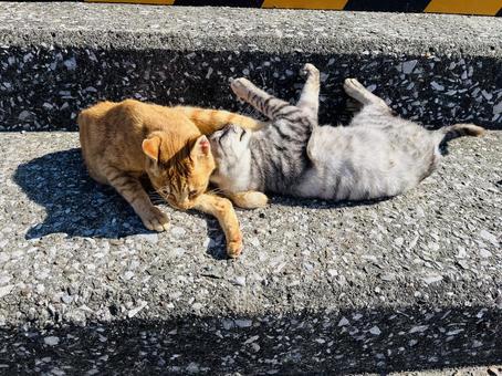 仲良し猫ちゃん 茶色,野良猫,ノラネコの写真素材