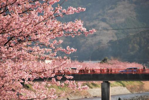 風景 河津桜 風景 河津桜の写真