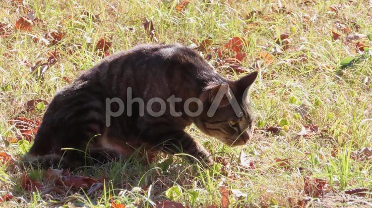 獲物をロックオンしたモフモフ猫の鋭い目 猫,キジトラ,狩りの写真素材