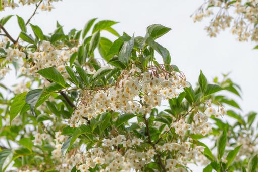 Photo, spring, flower, white, 
