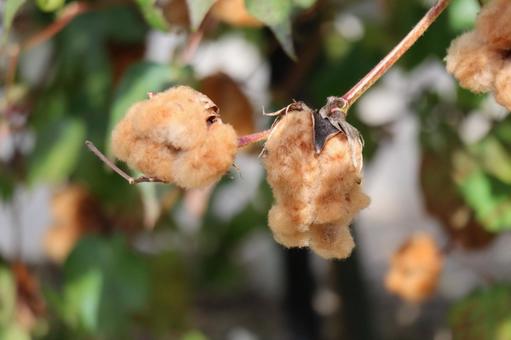 茶色の綿の実の弾けたブラウニーバニーの木 茶色,綿,実の写真素材