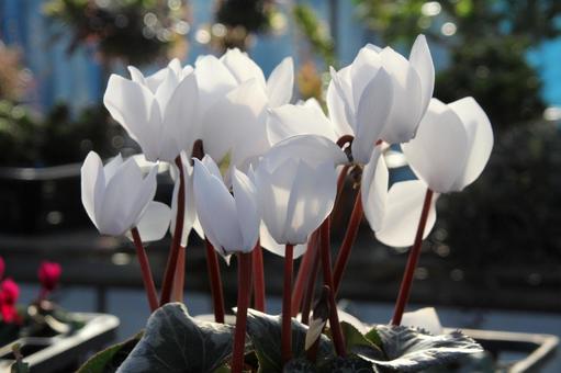 シクラメン Cyclamen シクラメン Cyclamen シクラメン,マクロ,花形多彩の写真素材
