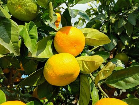 ミカン みかん,ミカン,蜜柑の写真素材