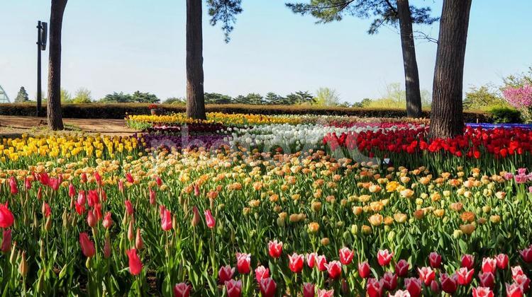 春のひたち海浜公園・チューリップ・茨城県 春,チューリップ,国営ひたち海浜公園の写真素材