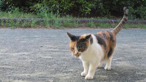日々のパトロールを欠かさない可愛い三毛猫 日々のパトロールを欠かさない可愛い三毛猫 三毛猫,猫,パトロールの写真素材