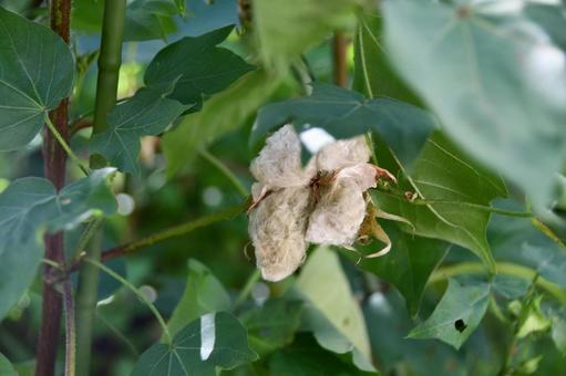 実がはじけた緑綿 綿,綿花,わたの写真素材