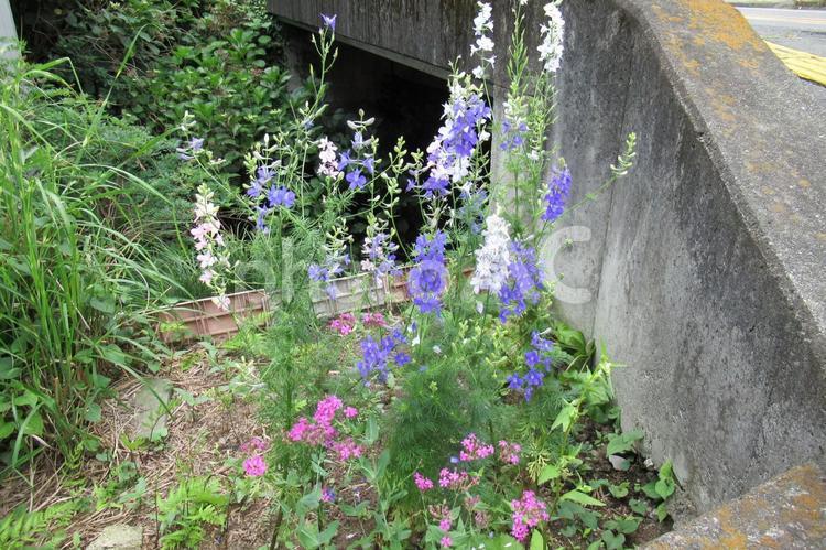 街中の花壇に咲くデルフィニウム デルフィニウム,花,植物の写真素材