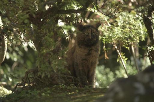とある神社の猫さん④ 猫,地域猫,さくら猫の写真素材