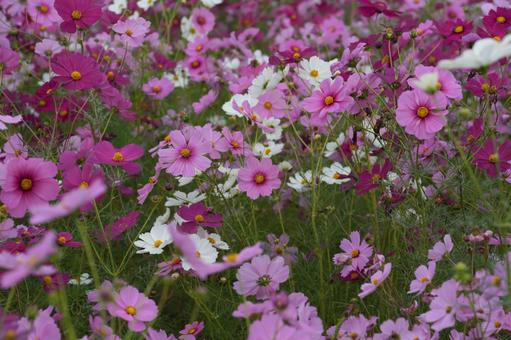 コスモス（安城市赤松町）の写真
