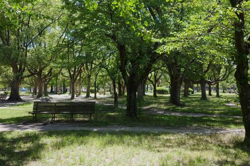 西武庫交通公園のベンチと木 西武庫交通公園のベンチと木の写真