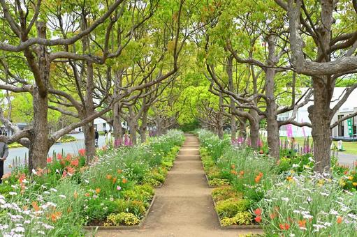 草木に囲まれた遊歩道 草木に囲まれた遊歩道 自然,遊歩道,木の写真素材