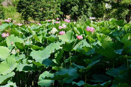 町田薬師池公園の大賀ハス 町田薬師池公園の大賀ハスの写真