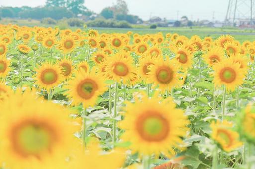 黄色の景色 黄色の景色の写真