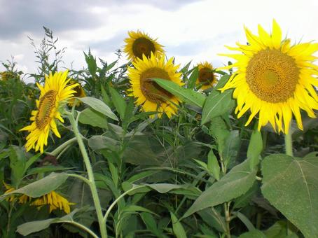 夏が来る 夏が来るの写真