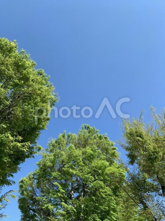 新緑と青空のコントラスト 新緑,青空,木々の写真素材