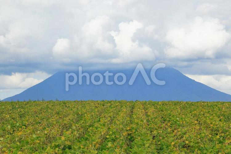 羊蹄山と大豆畑 大豆畑,羊蹄山,畑の写真素材
