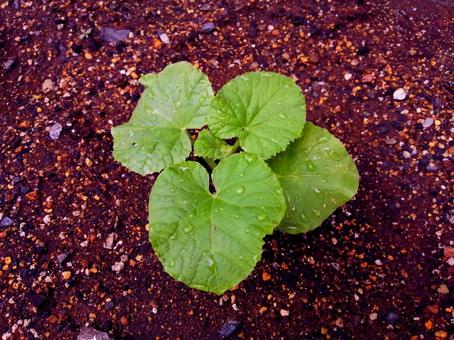 発芽後のメロン(イバラキング)の苗 発芽後のメロン(イバラキング)の苗の写真