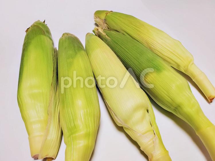 並んだとうもろこし とうもろこし,食べ物,野菜の写真素材