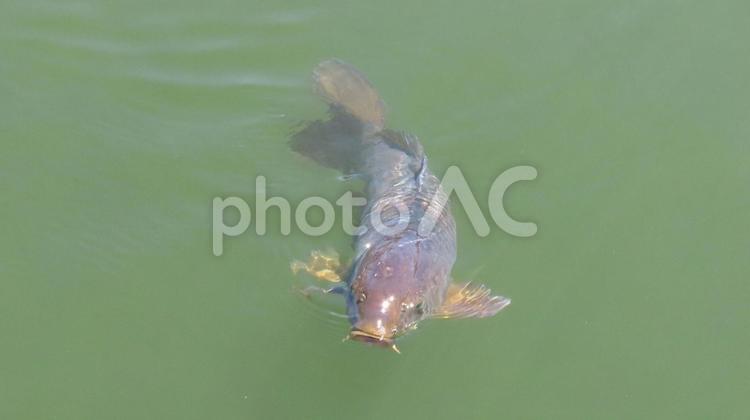 春の日を浴びて池を泳ぐの鯉 鯉,池,春の日の写真素材