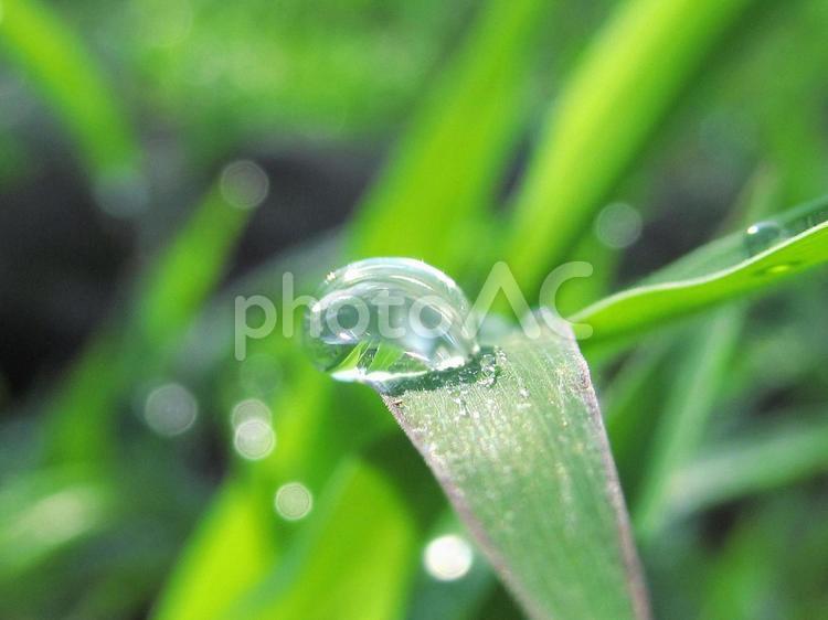 水滴と緑の葉と朝の光 水滴,すいてき,waterの写真素材