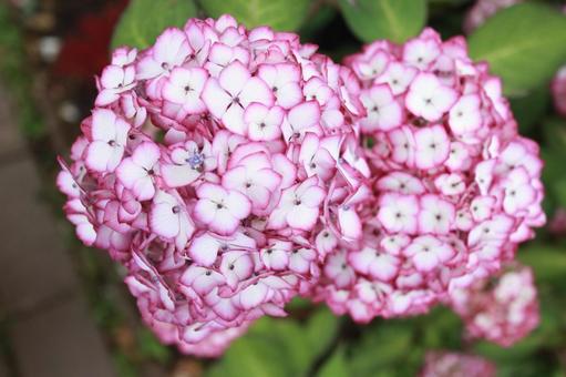 Photo, hydrangea, fleurs, juin, 